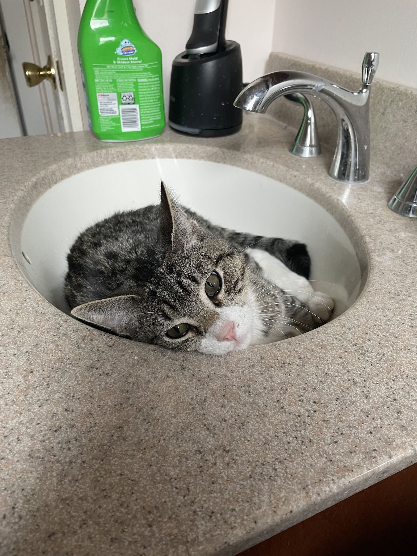 A cat asleep in a bathroom sink